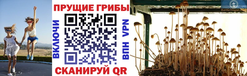 Псилоцибиновые грибы Psilocybine cubensis  omg как войти  Сосновка 